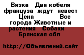  Вязка ! Два кобеля француза ,ждут  невест.. › Цена ­ 11 000 - Все города Животные и растения » Собаки   . Брянская обл.